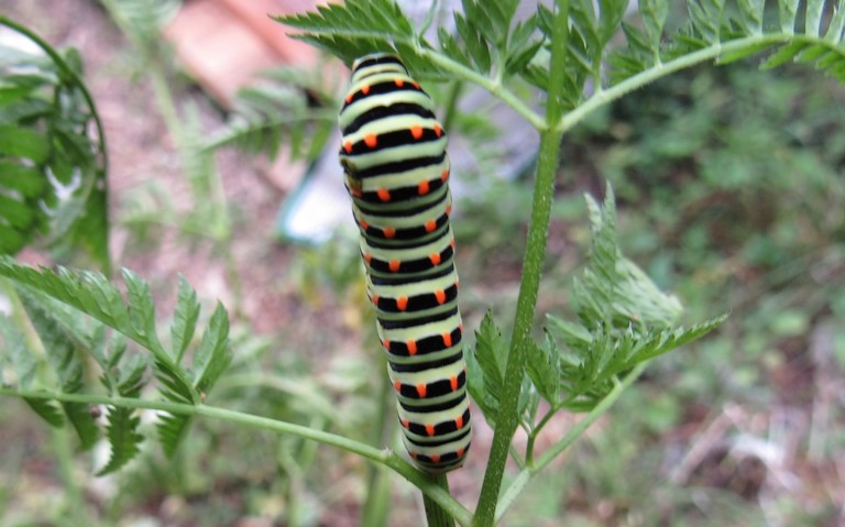29 juin 2026 Chenille du machaon - Papilio machao