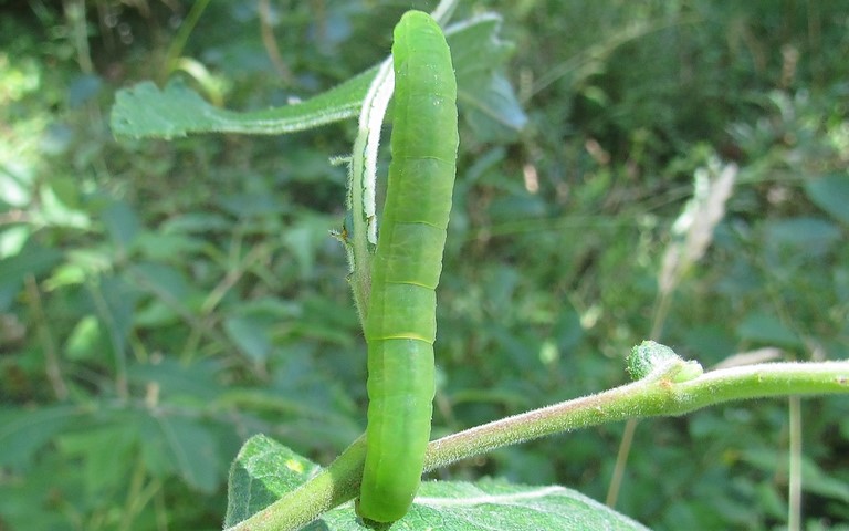 Chenille - Madope du saule - Colobochyla salicalis