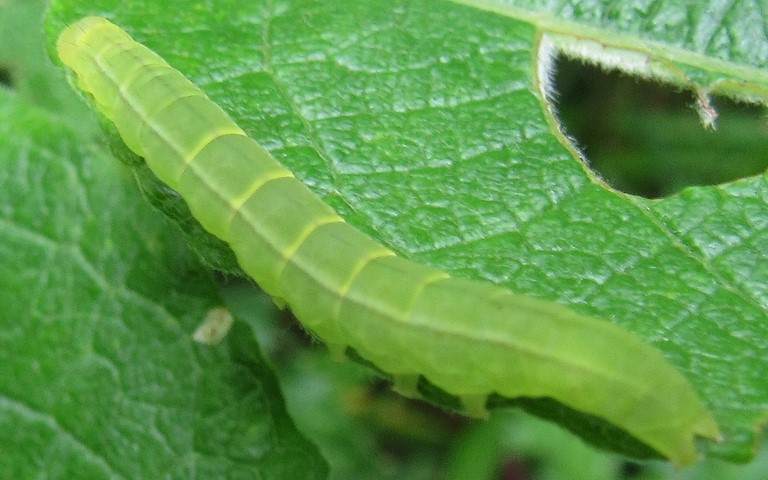 Chenille - Madope du saule - Colobochyla salicalis