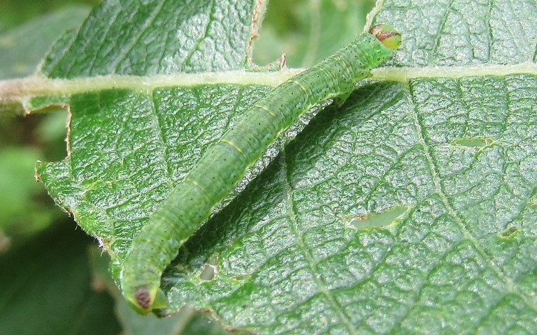 19 août 2020 Chenille - Marginée - Lomaspilis Marginata