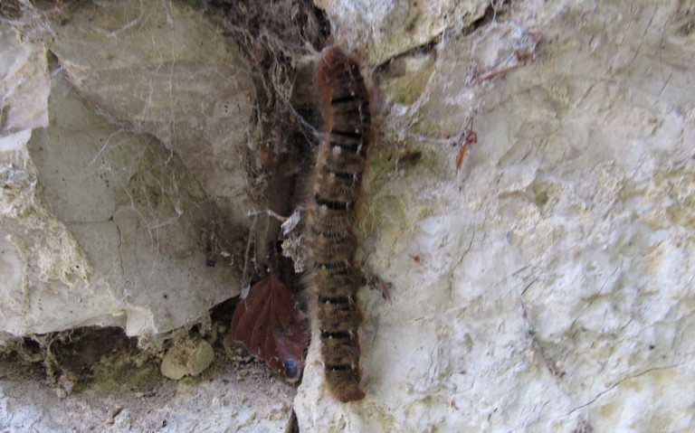 Chenille du minime à bande jaune - Lasiocampa quercus