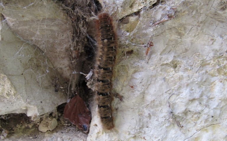 Chenille du minime à bande jaune - Lasiocampa quercus