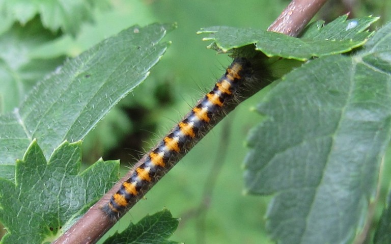 Chenille - Minime à bande jaune - Lasiocampa quercus