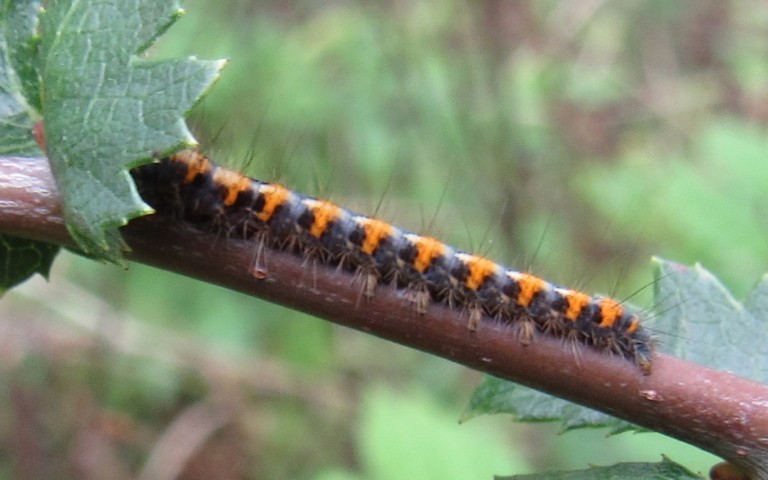 Chenille du minime à bande jaune - Lasiocampa quercus