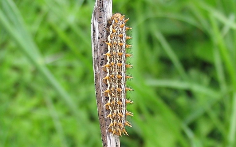 Chenille- Nacré de la ronce - Brenthis daphne