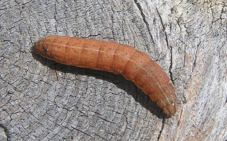 Chenille - Noctuelle à I double - Eugnorisma glareosa