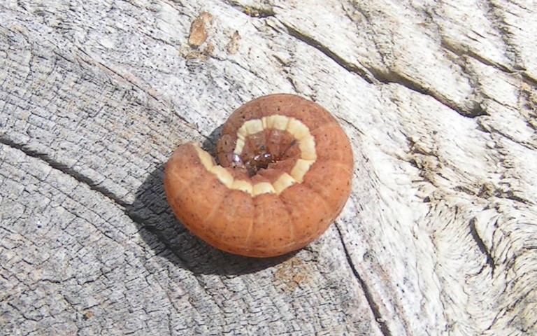 Chenille - Noctuelle à I double - Eugnorisma glareosa