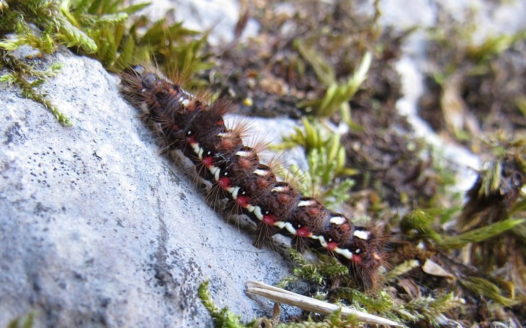 Chenille - Noctuelle de la patience - Acronicta rumicis 