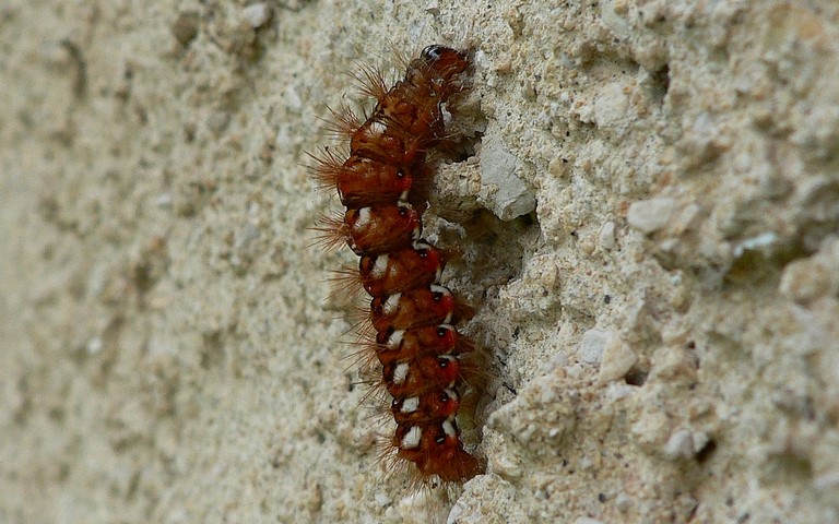 Chenille - Noctuelle de la patience - Acronicta rumicis 