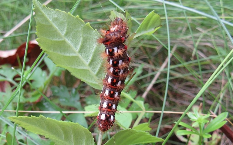 Chenille - Noctuelle de la patience - Acronicta rumicis 