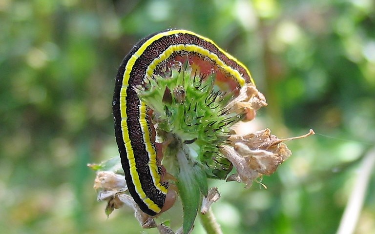 Chenille - Noctuelle du pois - Ceramica pisi