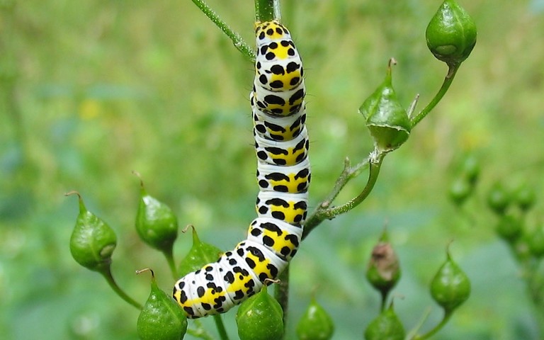 Chenille - Cucullie de scrophulaire - Cucullia scrophulariae