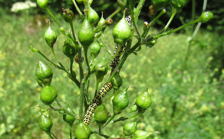 Chenille - Cucullie de scrophulaire - Cucullia scrophulariae