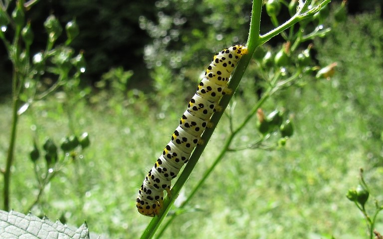 Chenille - Cucullie de scrophulaire - Cucullia scrophulariae