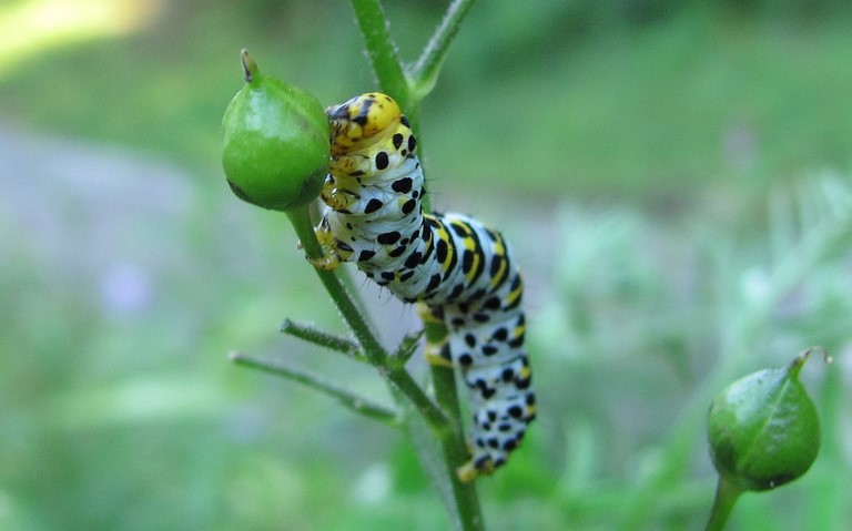 Chenille - Cucullie de scrophulaire - Cucullia scrophulariae