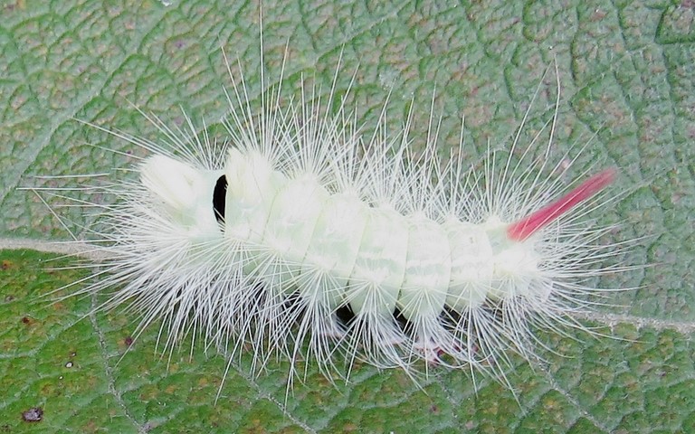 Chenilles - La patte étendue - Calliteara pudibonda