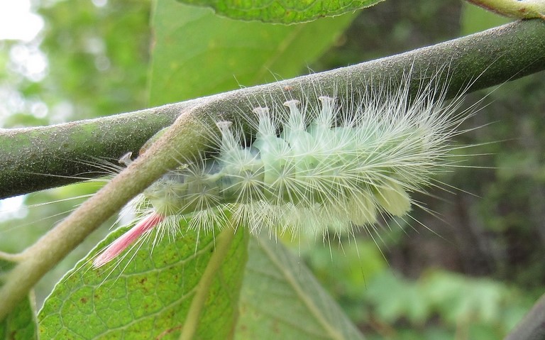 Chenilles - La patte étendue - Callitaera pudibonda