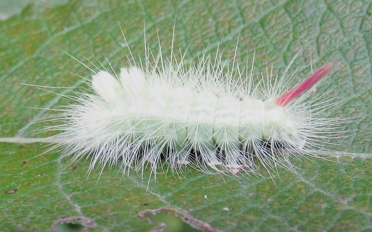 Chenilles - La patte étendue - Callitaera pudibonda