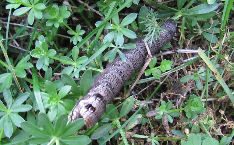 07 septembre 2023 Chenille - Petit sphinx de la vigne - Deilephila porcellus