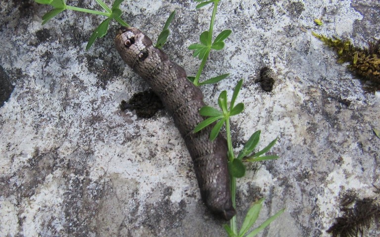 07 septembre 2023 Chenille - Petit sphinx de la vigne - Deilephila porcellus