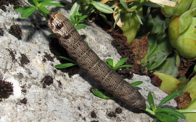 Chenille - Petit sphinx de la vigne - Deilephila porcellus