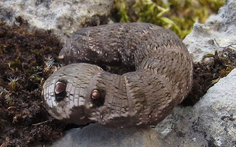 08 septembre 2023 Chenille - Petit sphinx de la vigne - Deilephila porcellus