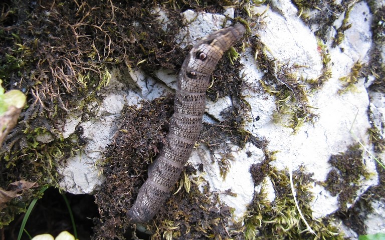 08 septembre 2023 Chenille - Petit sphinx de la vigne - Deilephila porcellus
