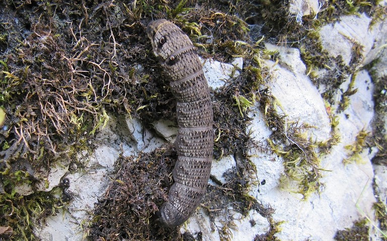 08 septembre 2023 Chenille - Petit sphinx de la vigne - Deilephila porcellus