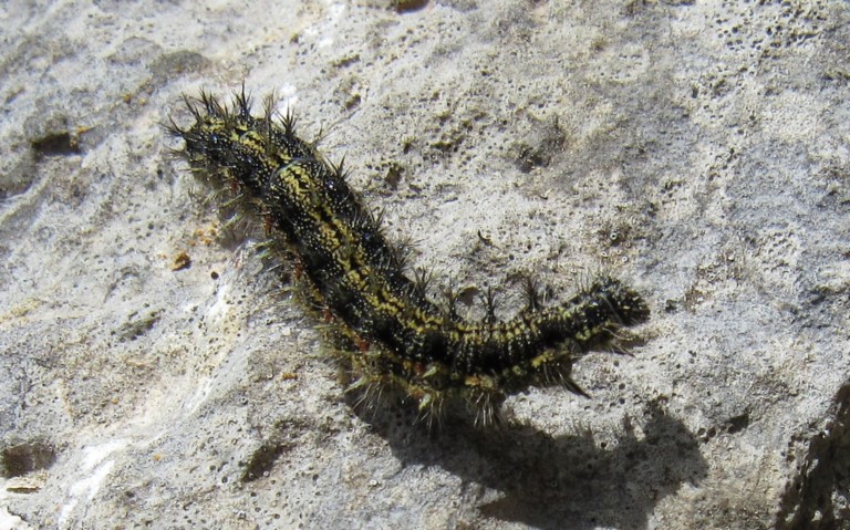 Chenille-  Petite tortue - Aglais urticae