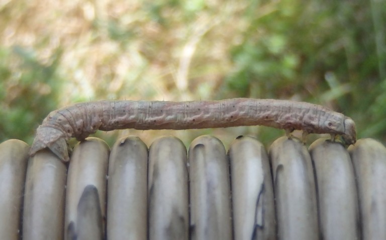 14 juin 2022 Chenille de la phalène de l'anserine - Scotopteryx chenopodiata - Femelle