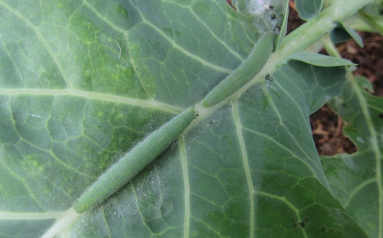15 août 2025 Chenille de la piéride de la rave - Pieris rapae