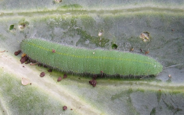 19 juillet 2025 Chenille de la piéride de la rave - Pieris rapae