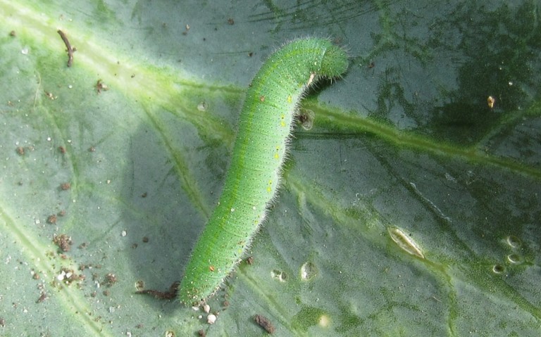 19 juillet 2025 Chenille de la piéride de la rave - Pieris rapae