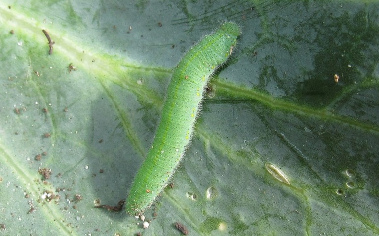 19 juillet 2025 Chenille de la piéride de la rave - Pieris rapae