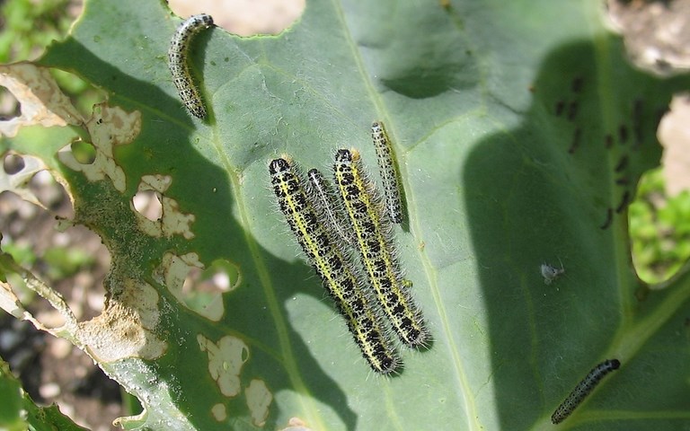 Chenille de la piéride du chou - Pieris brassicae