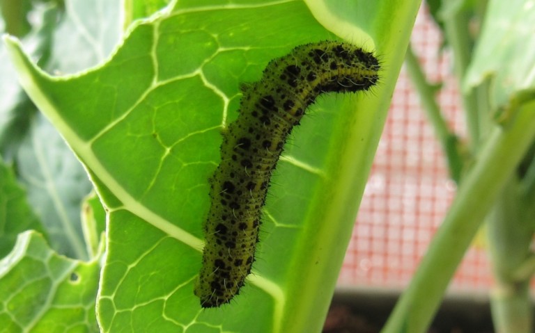 Chenille de la piéride du chou - Pieris brassicae