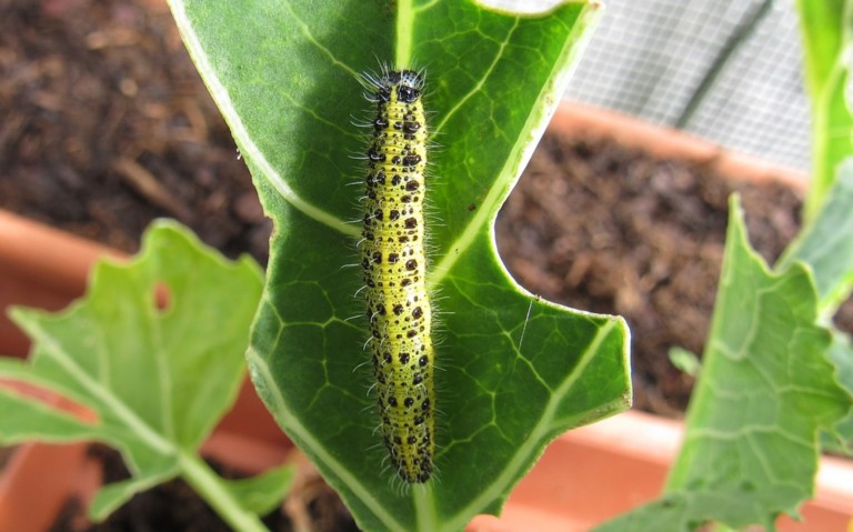Chenille de la piéride du chou - Pieris brassicae