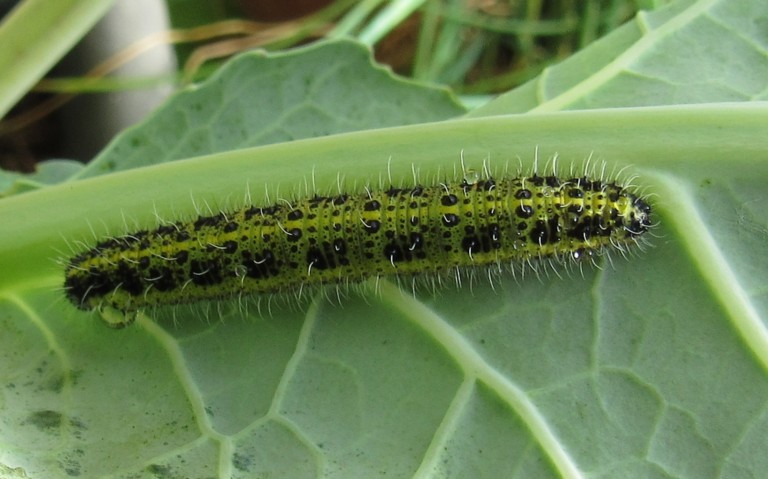 Chenille de la piéride du chou - Pieris brassicae