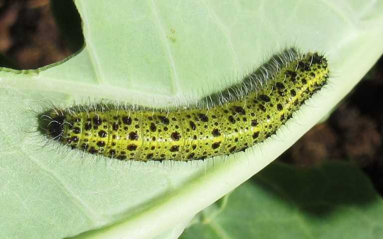 Chenille de la piéride du chou - Pieris brassicae