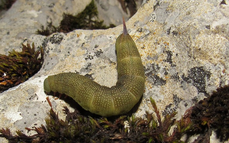 Chenille - Sphinx bourdon - Hemaris tityus