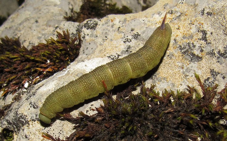 Chenille - Sphinx bourdon - Hemaris tityus