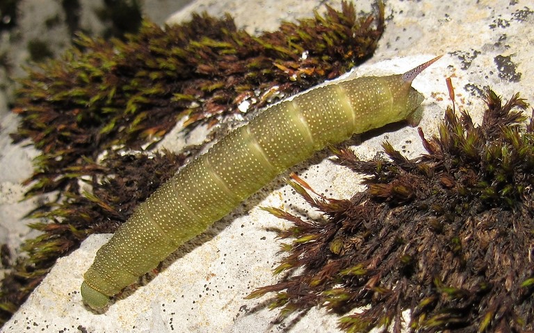 Chenille - Sphinx bourdon - Hemaris tityus
