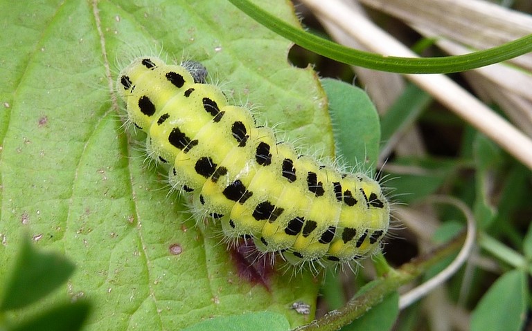 01 juin 2024 Chenille - Zygene - Zygaena sp.