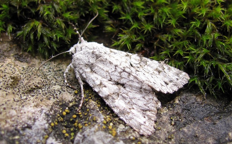 Papillons - Le chi- Antitype chi