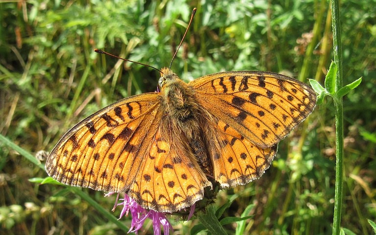 Papillons - Le chiffre - Fabriciana niobe - Femelle