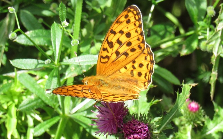 Papillons - Le chiffre - Fabriciana niobe
