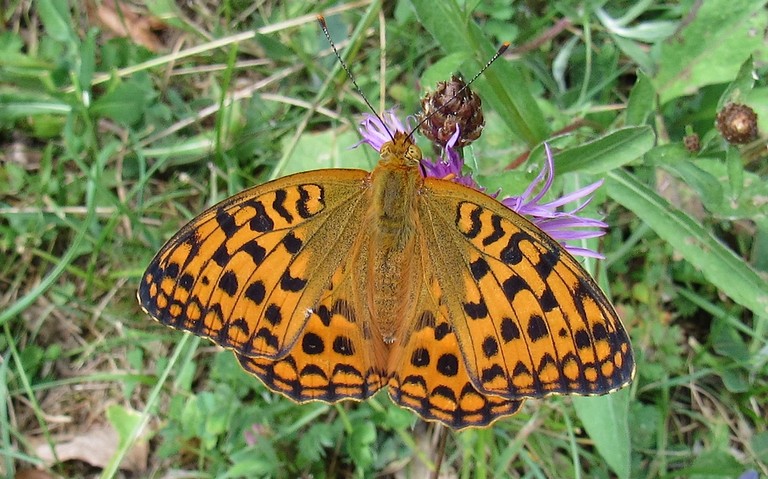 Papillons - Le chiffre - Fabriciana niobe - Mâle