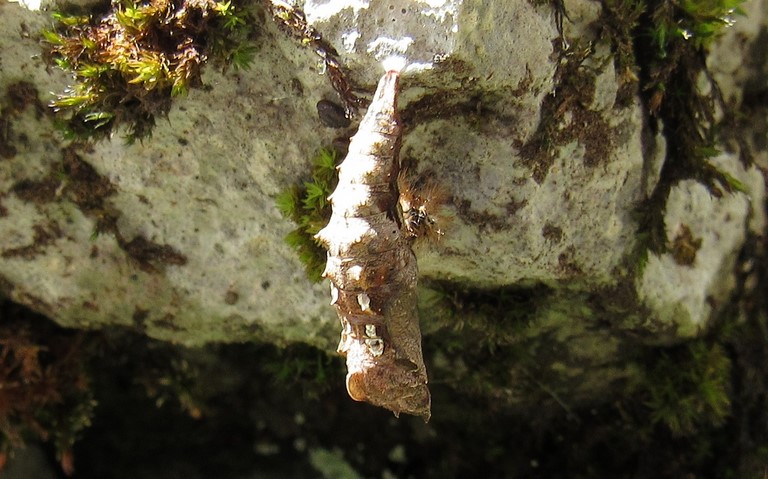 Chrysalide -  Gamma - Polygonia c-album