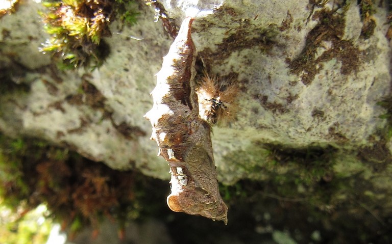Chrysalide -  Gamma - Polygonia c-album