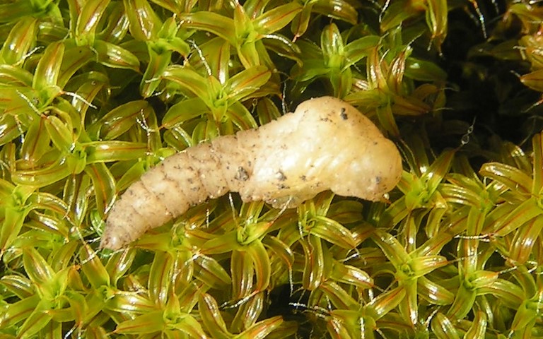 Chrysalide -Louvette - Korscheltellus lupulinus